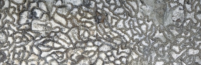 Chain coral, fossil, fossilisation, (Halysites sp.), Silurian, about 430 million years old, Irevik,