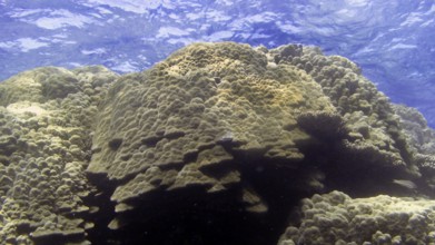 Lobster coral (Porites lobata), Porites species are important reef-forming stony corals. Coral