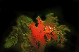 Cabbage coral (Sinularia sp.), fluorescence, fluorescent cabbage coral, the polyps fluoresce green,