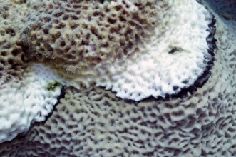 Black Band Disease (BBD), tissue affected by cyanobacteria and sulphate-reducing bacteria first