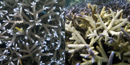 Staghorn coral (Acropora vaughani) photo right April 2009, photo left the same coral March 2010,
