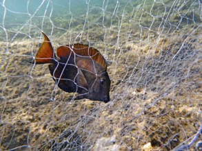 Brown surgeonfish (Acanthurus nigrofuscus), illegal fishing, fishing net, gillnet on the reef top,