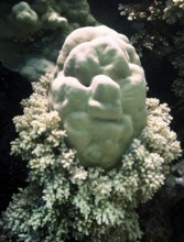 Porites lutea, looks like a head with soft corals as a collar, Red Sea, Sinai, Egypt