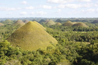 The Chocolate Hills, original coral reef formed by erosion and the influence of rainwater, Bohol