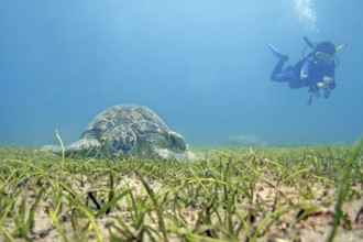 Green turtle (Chelonia mydas), seagrass meadow, eats, endangered species, diver, Red Sea, Abou