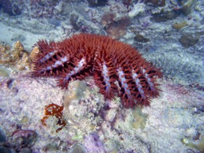 Crown-of-thorns (Acanthaster planci), starfish, poisonous, eats stony corals, can destroy entire