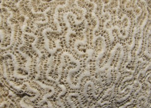 Coral skeleton, recent, brain coral (Favia sp.), limestone, structure, coral reef, Red Sea, Safaga,