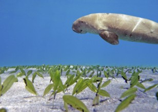 Manatee (Dugong dugon), rare, IUCN Red List, critically endangered, endangered species, seagrass