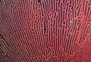 Gorgonian (Pacifigorgia stenobrochis), coral reef, East Pacific, Central America, Panama