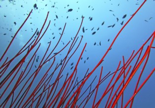 Sea whip coral (Ctenocella sp.), coral reef, Red Sea, Dahab, Sinai, Egypt