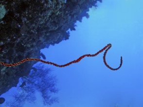 Wire Coral (Cirripathes anguina), coral reef, current-rich reef wall, Hurghada, Egypt
