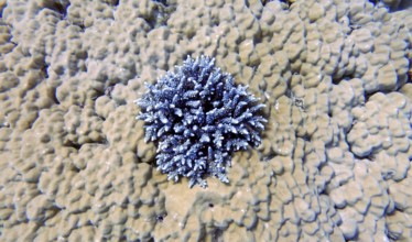 Staghorn coral (Acropara tenuis) growing on stony coral (Porites lutea), battle of coral species