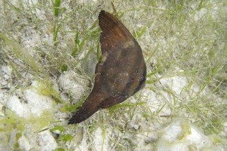 Juvenile round-headed batfish (Platax orbicularis), camouflage, seagrass, juvenile round-headed