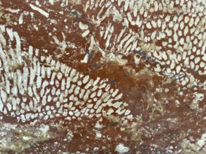 Polished Adnet coral reef limestone, Adnet marble variety Rottrop, Upper Triassic approx. 200