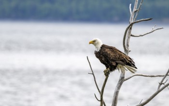 Bald eagle (Haliaeetus leucocephalus) perched on a branch, Turnagain Arm, Alaska, USA