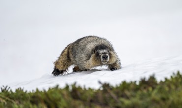 Hoary marmot (Marmota caligata) walking on snow in spring, Alaska, USA