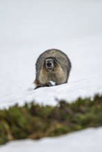 Hoary marmot (Marmota caligata) walking on snow in spring, Alaska, USA