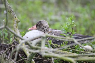 A greylag goose (Anser anser) sits in its nest surrounded by branches and lush greenery in a damp