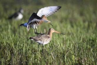 Two black-tailed godwits (Limosa limosa) standing in a meadow in front of mating copula, the male