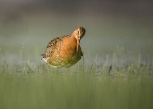 A shore snipe (Limosa limosaq) in calm water in a meadow surrounded by grasses, Dümmer nature park