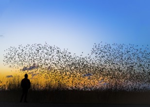 A person stands at the edge of the reed belt at Lake Dümmer while a flock of starlings (Sturnus