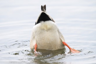 A mallard (Anas platyrhynchos) in the water, only the rump and the colourful legs visible,