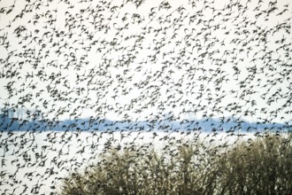 A dynamic scene of a flock of starlings (Sturnus vulgaris) flying close over a lake and trees,