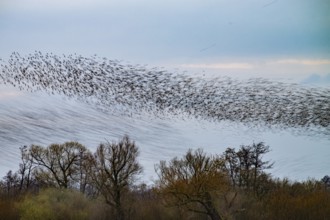 A large flock of starlings (Sturnus vulgaris) flies over willow trees (Salix spec.), one part of