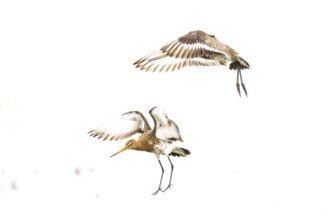 Two black-tailed godwits (Limosa limosa) flying dynamically through the white sky, high key image,