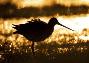 A black-tailed godwit silhouette (Limosa limosa) against a golden, sunset-lit background in a wet