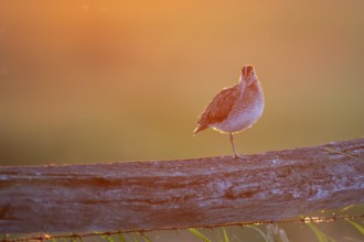 A common snipe (Gallinago gallinago) sits on one leg on a wooden fence in front of an orange