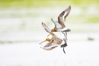 Two black-tailed godwits (Limosa limosa) n flying energetically through the sky, wings spread,
