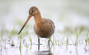 A black-tailed godwit (limosa limosa) standing in the water in a meadow, calm and attentive, Dümmer