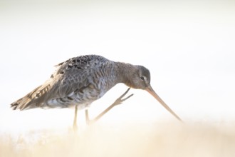 A black-tailed godwit (Limosa limosa) in a calm pose with a long beak and detailed plumage in a