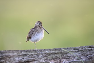 A common snipe (Gallinago gallinago) stands on a log in quiet green surroundings, perfect