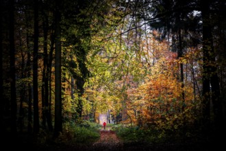 A woman wearing a bright orange jacket walks through a forest in autumn with colorful foliage and a