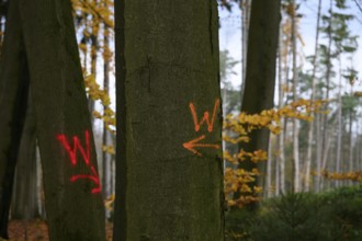 Beech trees (Fagus syvatica) with red forestry markings in autumn forest create a peaceful