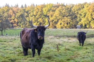 Two Heck cattle (Bos taurus) backbred aurochs stand on a green pasture in front of an autumnal