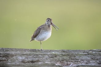 A common snipe (Gallinago gallinago) stands calling with its beak open on a log in quiet green