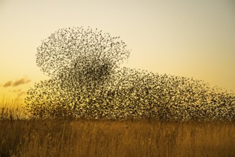 An impressive flock of starlings (Sturnus vulgaris) in the sky above the reed belt of Lake Dümmer