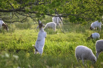 A goat standing on its hind legs, eating the leaves of an oak (Quercus robur), surrounded by other