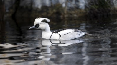 Red-breasted Merganser (Mergellus albellus), swimming in the water, Alaska, USA