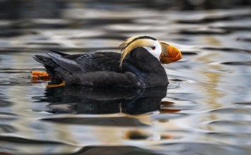 Yellow-crested flounder (Fratercula cirrhata), swimming in the water, Alaska, USA