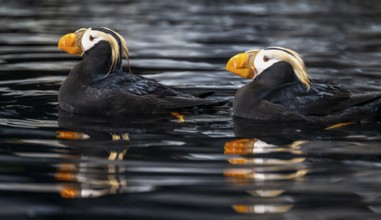 Yellow-crested Puffin (Fratercula cirrhata), two birds swimming in the water, Alaska, USA