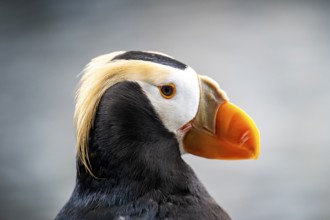 Yellow-crested Puffin (Fratercula cirrhata), animal portrait, Alaska, USA