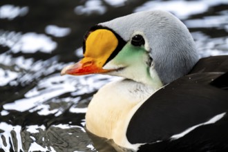 Common scoter (Somateria spectabilis), male swimming in the water, animal portrait, Alaska, USA