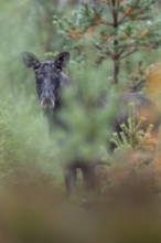A young bull moose (Alces alces) stands in a spruce forest and observes the photographer, secretly,