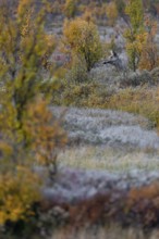 Motionless, a cow moose (Alces alces) observes the surroundings, soon she will settle down and rest