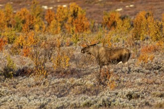 During the rut, bull moose (Alces alces) are constantly on the lookout for mating females in their