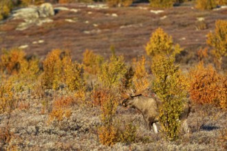 A bull moose (Alces alces) in autumn in Scandinavia, Ruska, rut, moose rut, Norway